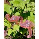 Гірлянда на сонячній батареї Goldlux 311535 Flamingo LED 10 6500K IP44 рожева