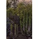 Торшер - Faro 71257 BROT 1800 Black pole lamp with cable, 21 Вт, 930 лм, 2700K